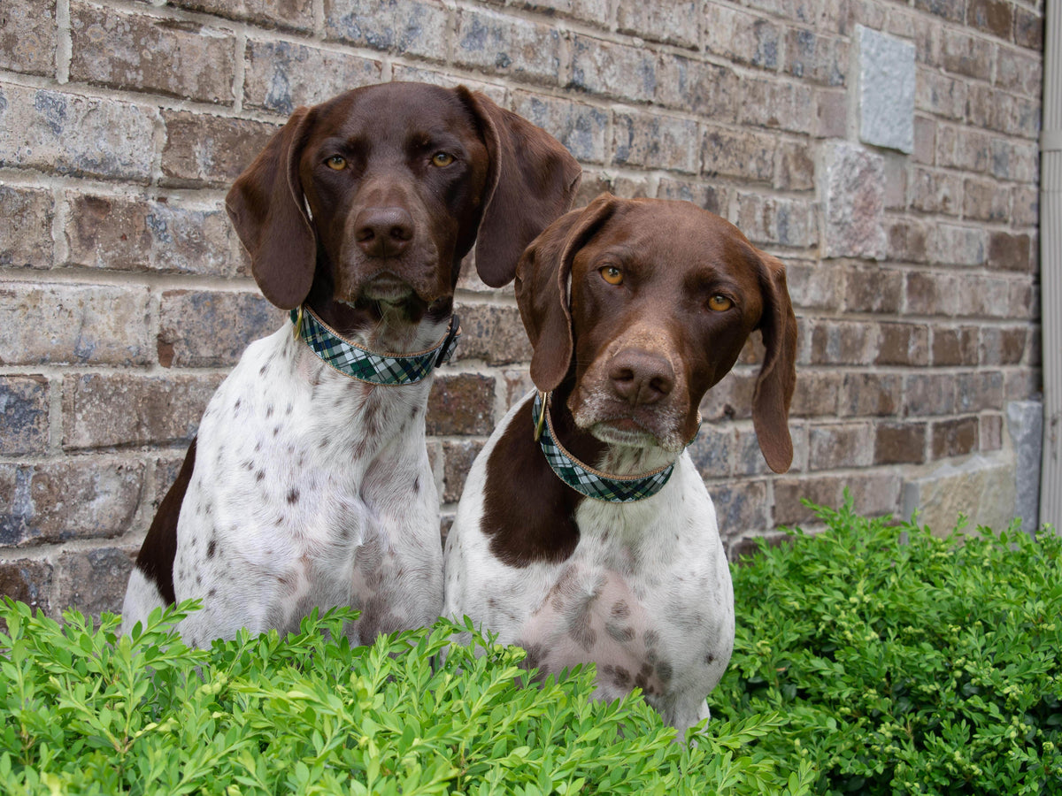 Gordon Plaid Dog Collar by Up Country-Boats n Barks