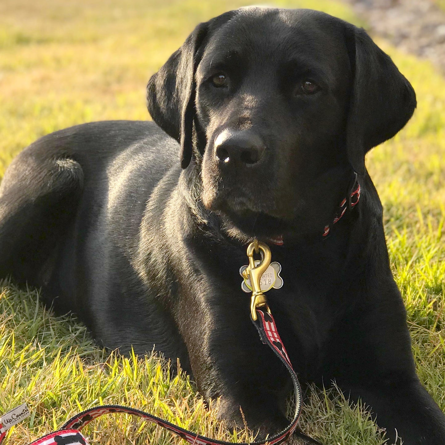 Got Bones Dog Lead by Up Country