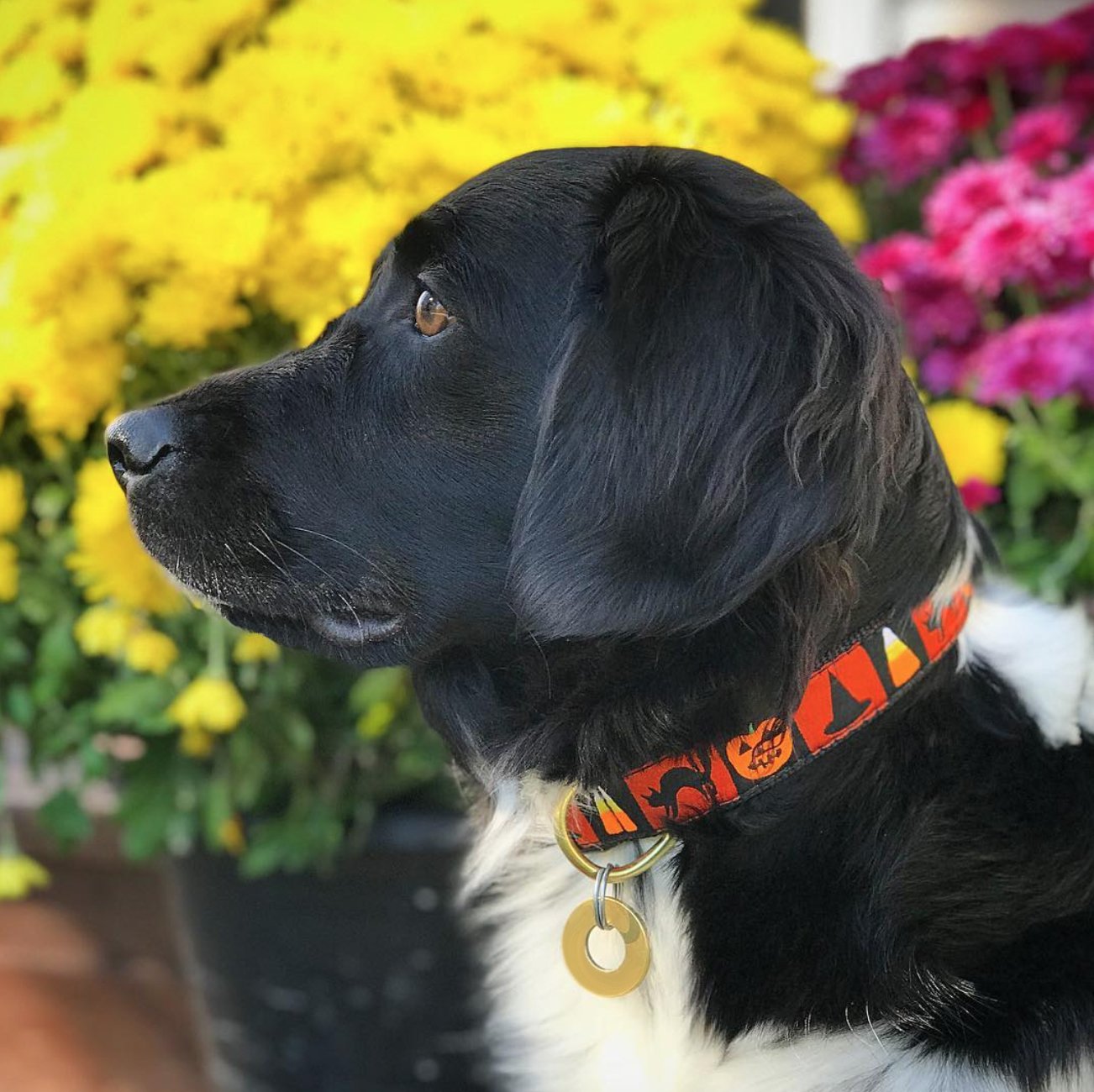 Halloween Pumpkin Dog Collar by Up Country