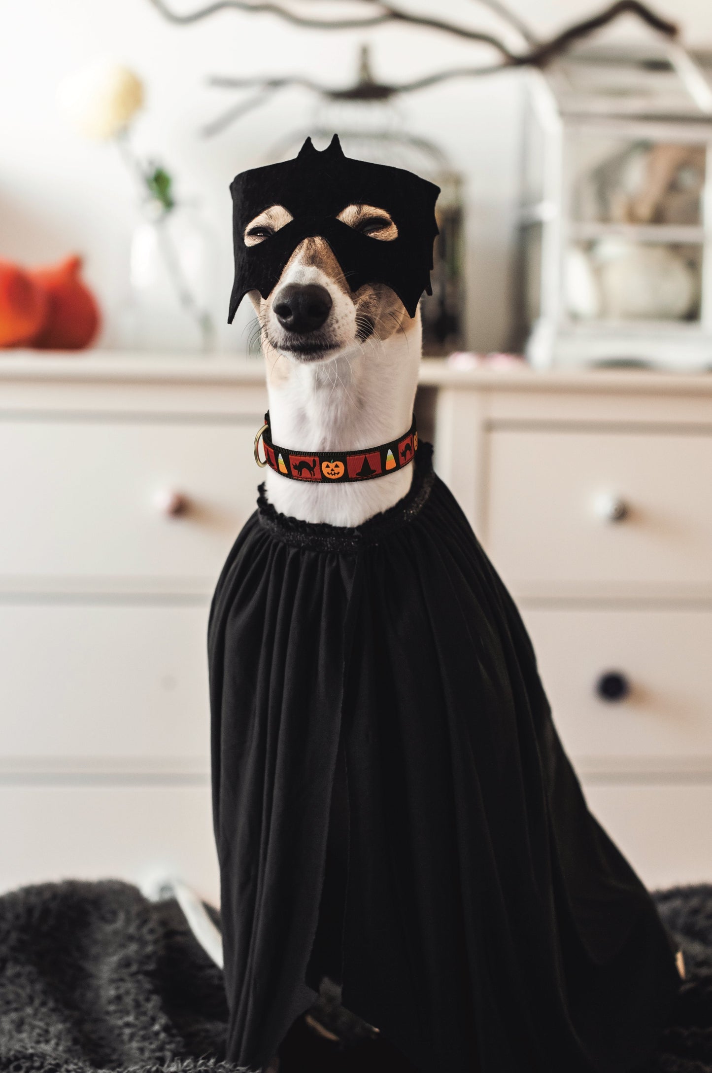 Halloween Pumpkin Dog Collar by Up Country