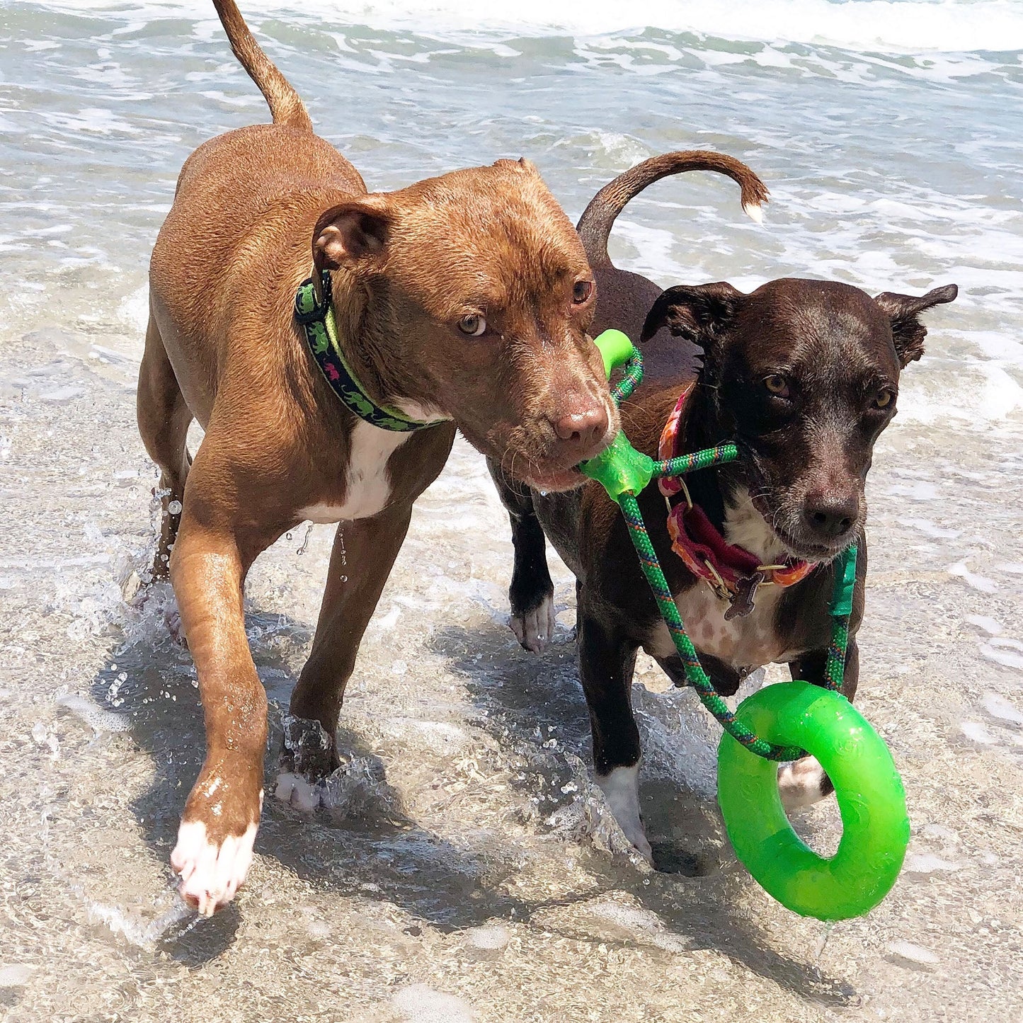 Leader of the Pach Dog Collar by Up Country