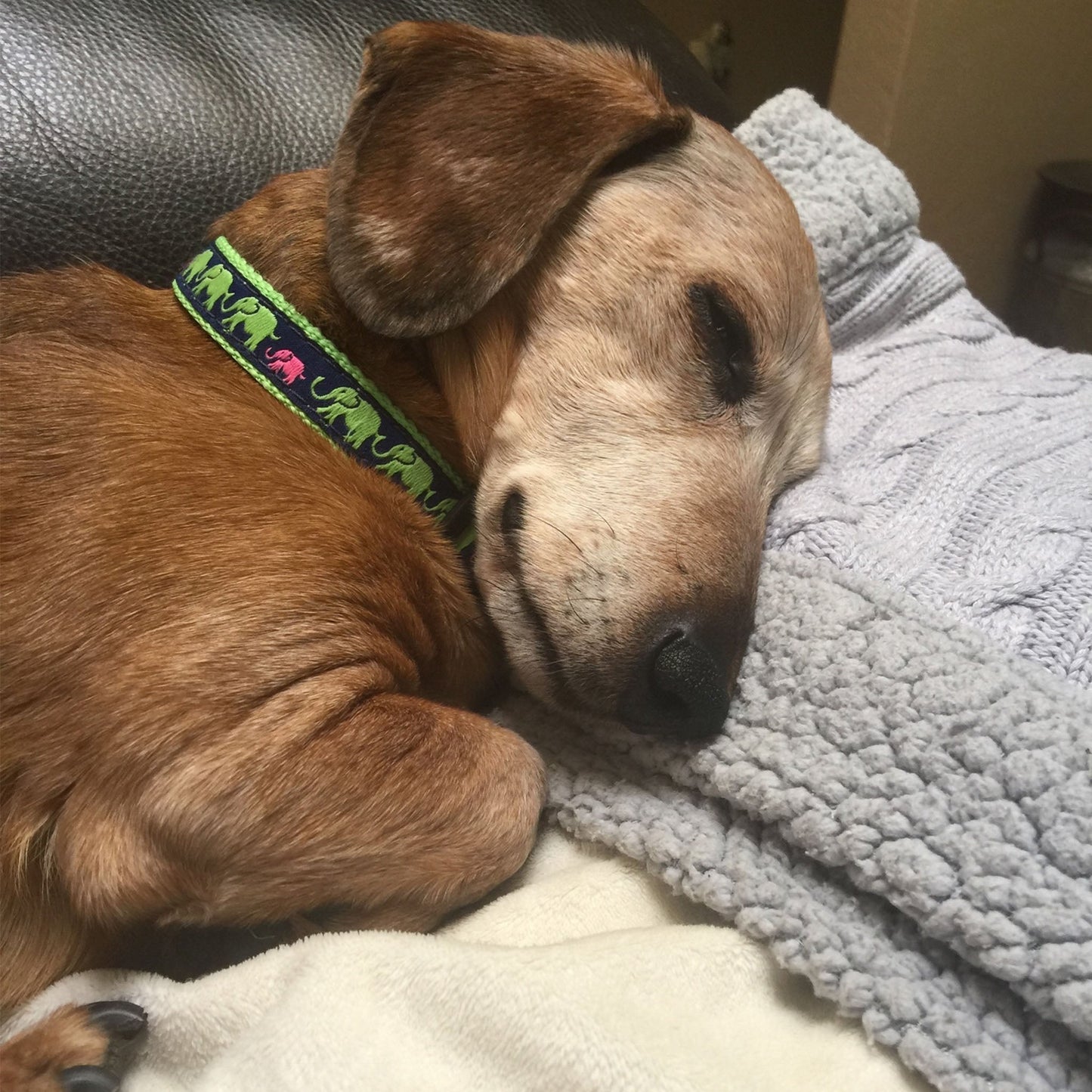 Leader of the Pach Dog Collar by Up Country