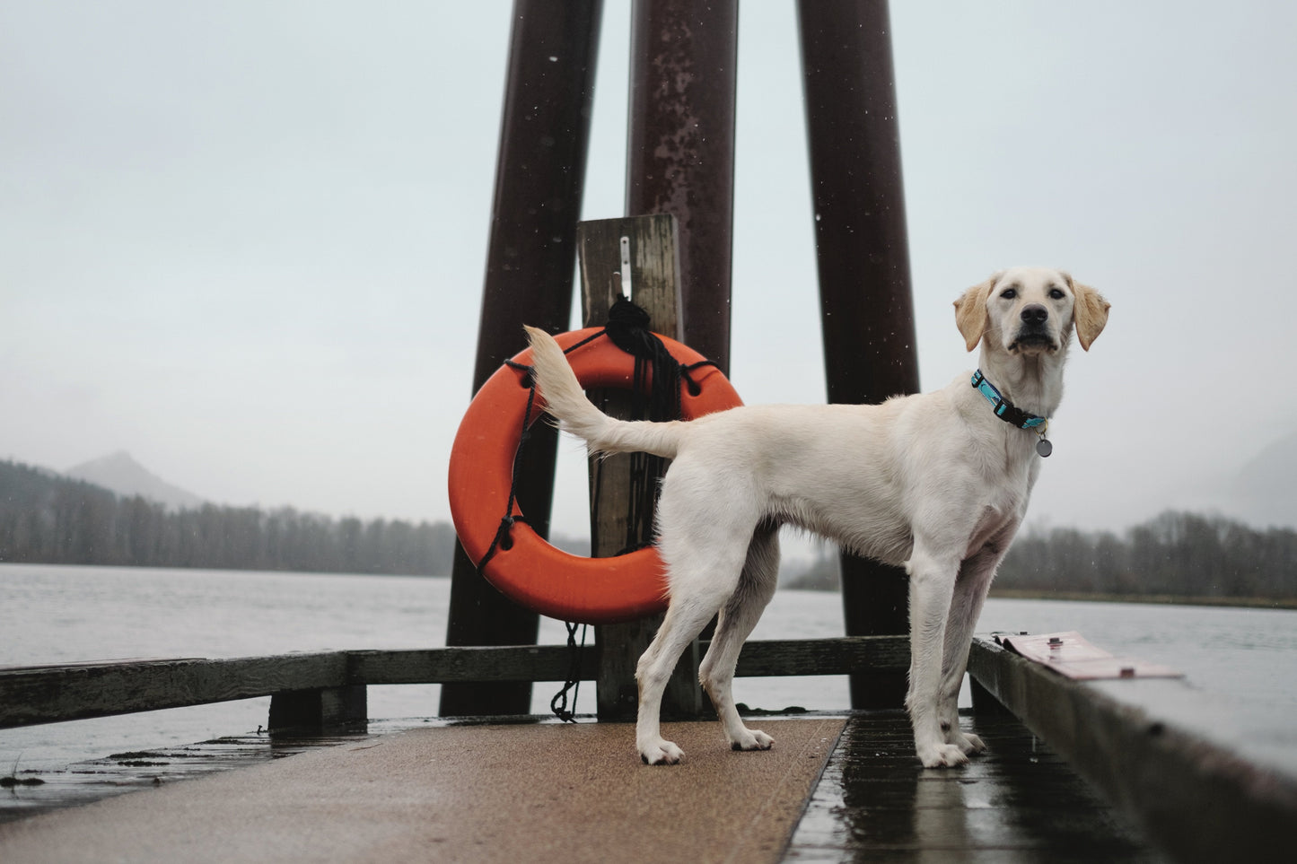 Marlin Dog Collar by Up Country
