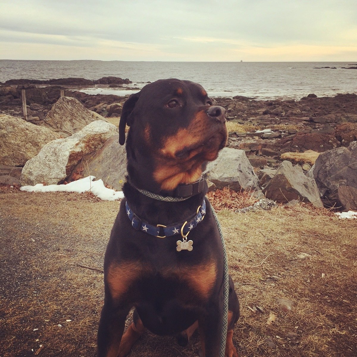 North Star Dog Collar by Up Country