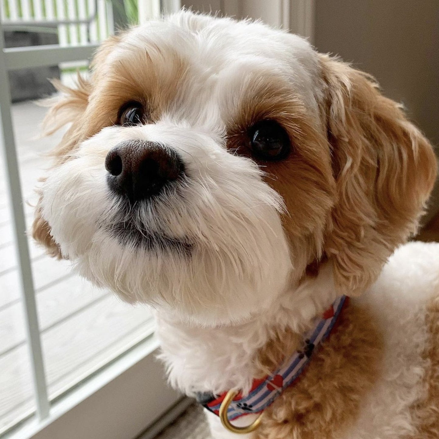 Pawprint Stripe Dog Collar by Up Country