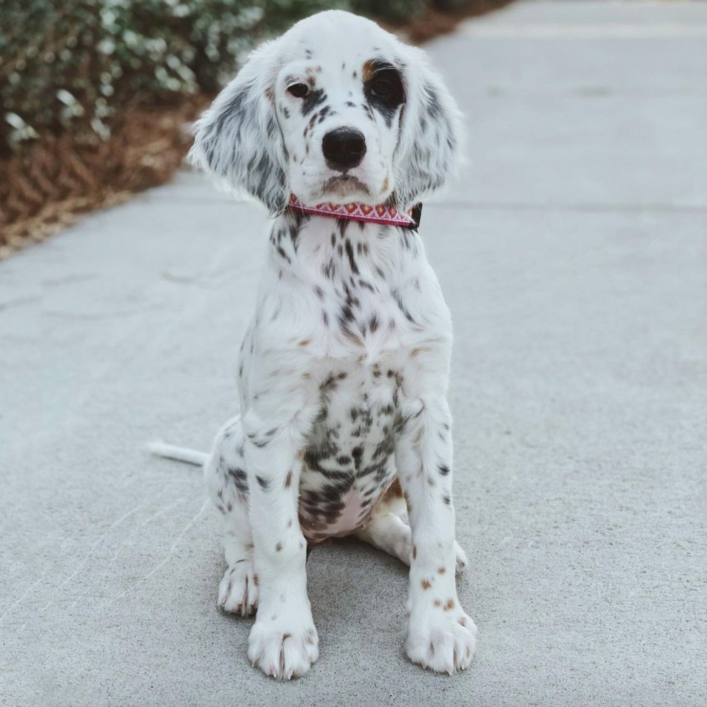 Pink Crush Dog Collar by Up Country