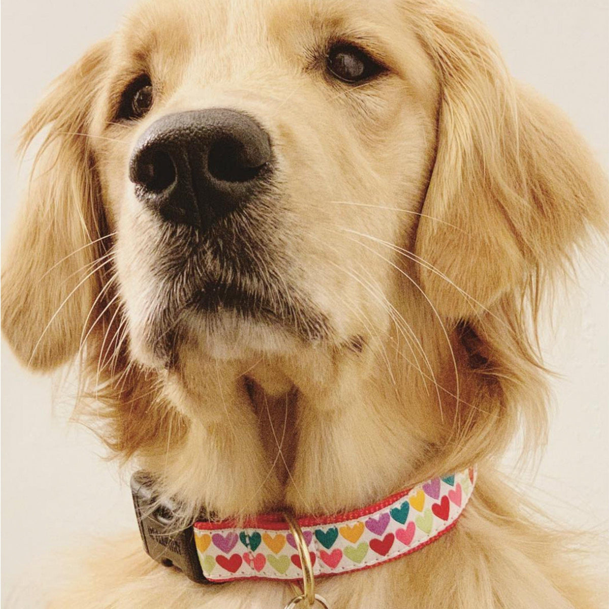 Pop Hearts Dog Collar by Up Country-Boats n Barks