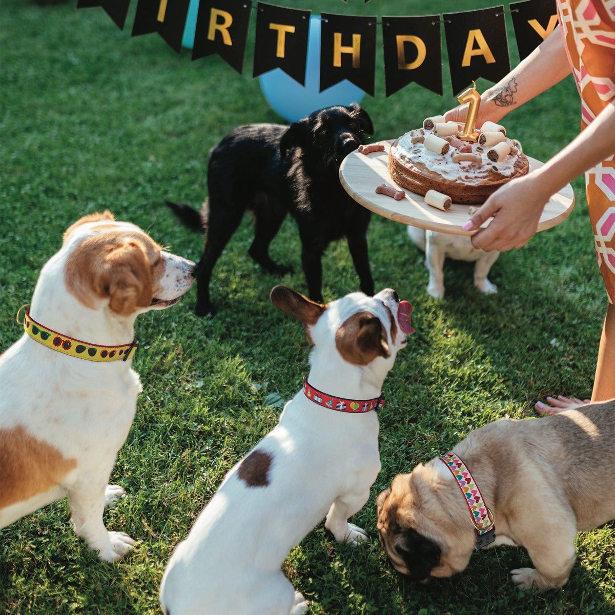 Pop Hearts Dog Collar by Up Country-Boats n Barks