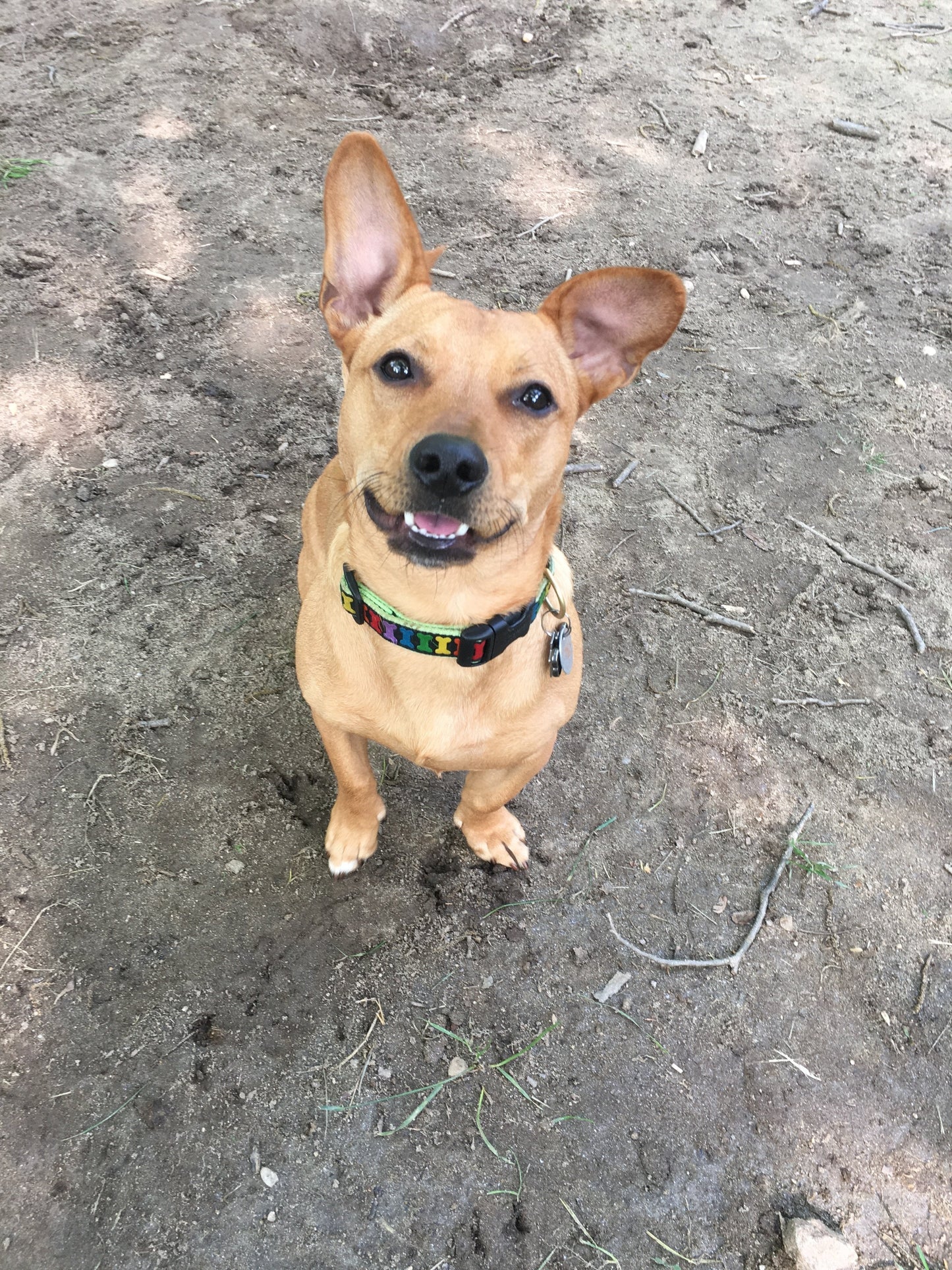 Rainbones Dog Collar by Up Country