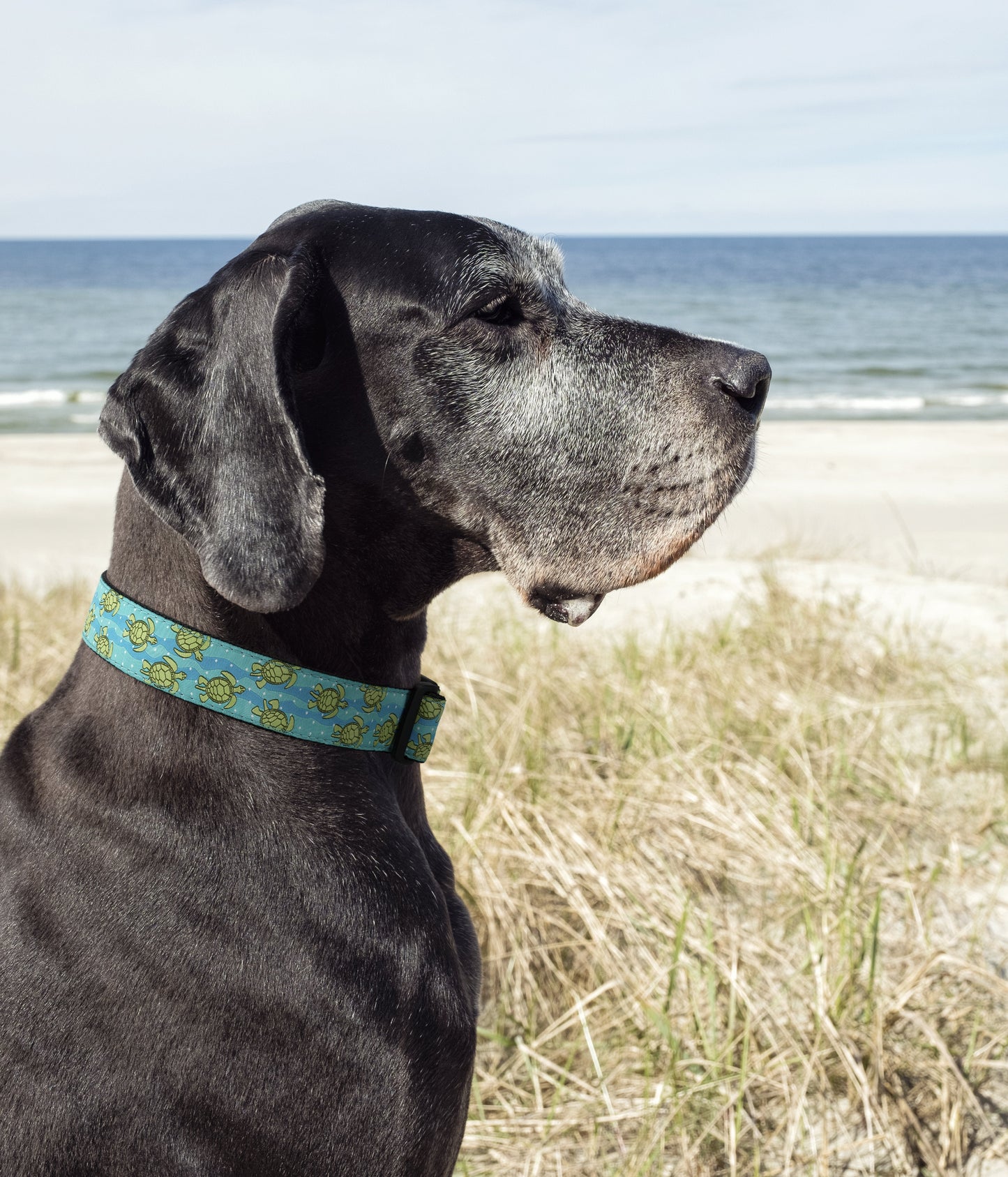 Sea Turtle Dog Collar by Up Country