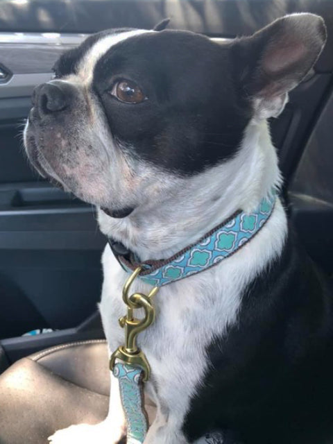 Seaglass Dog Collar by Up Country