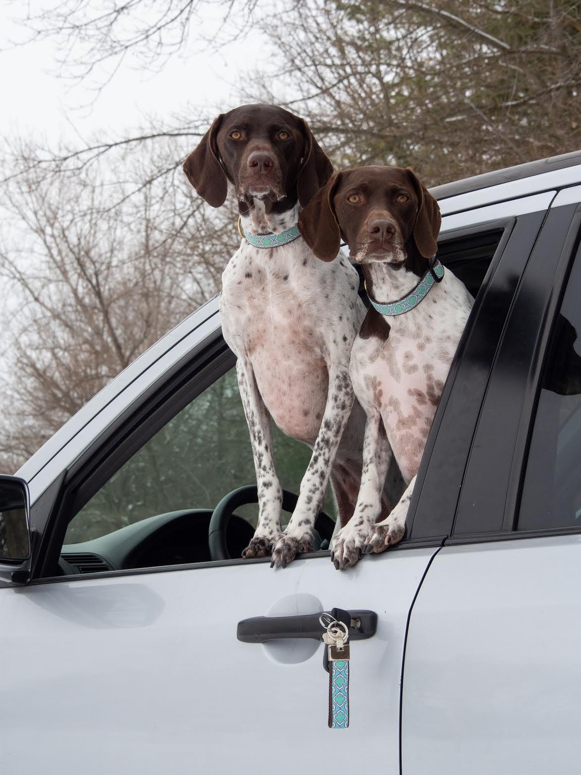 Seaglass Dog Collar by Up Country-Boats n Barks