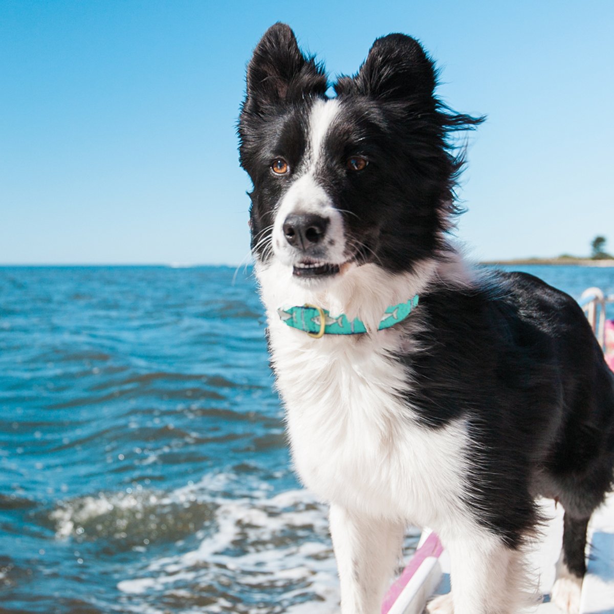 Shark Dog Collar by Up Country