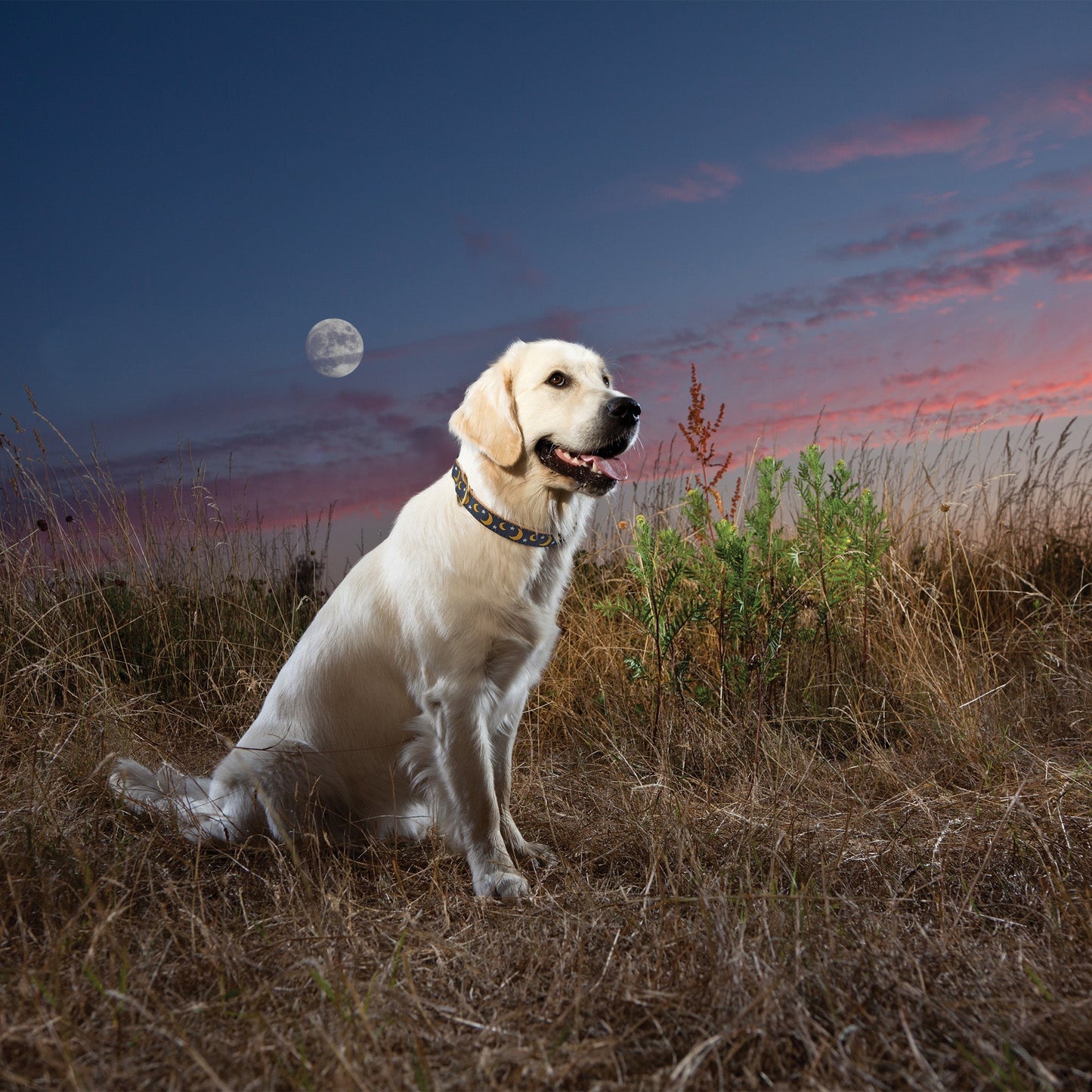 Stella & Luna Dog Collar by Up Country