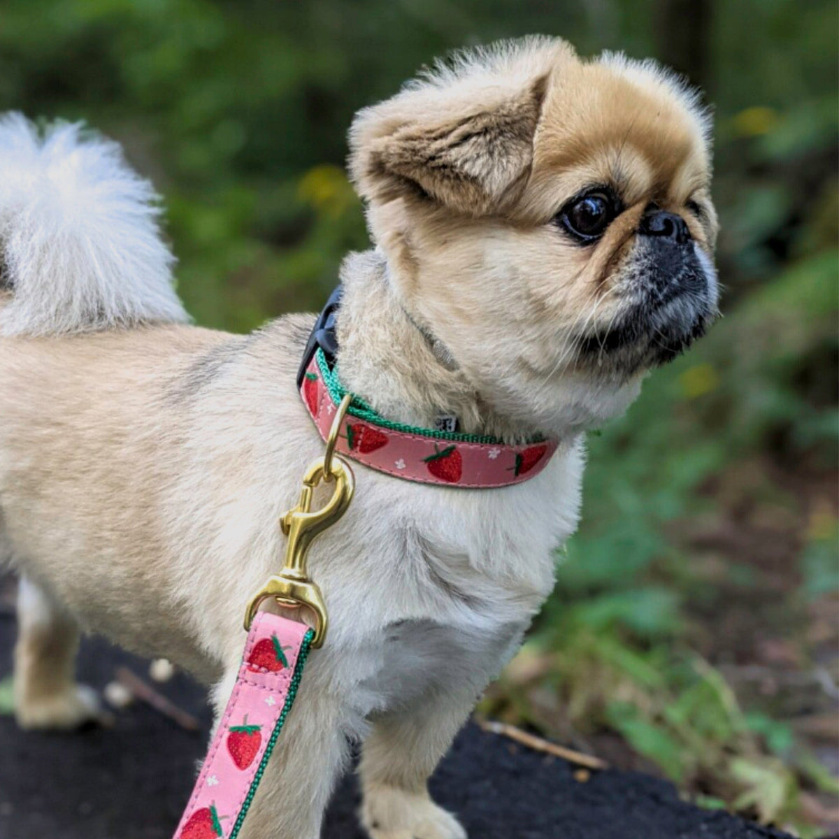 Strawberry Fields Dog Lead by Up Country-Boats n Barks