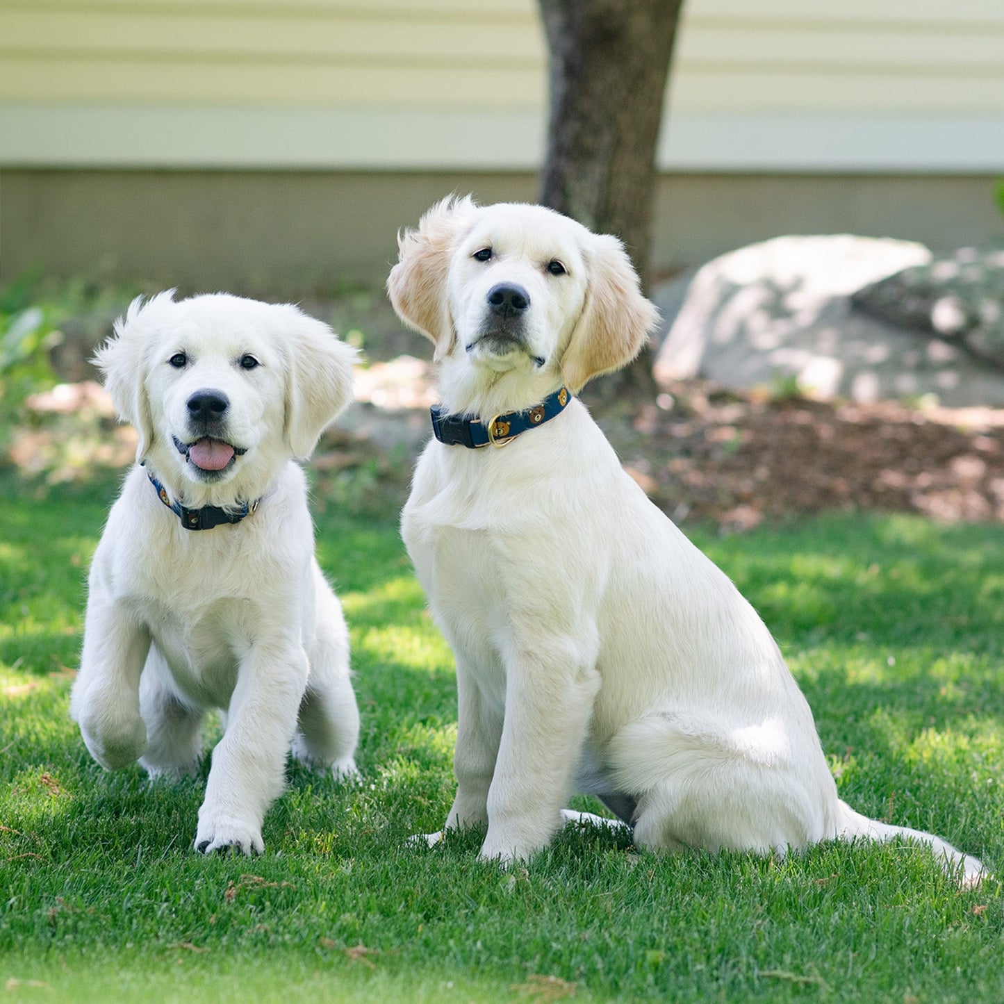 Teddy Dog Collar by Up Country