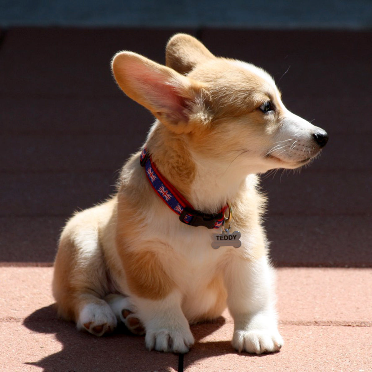 Union Jack Dog Collar by Up Country