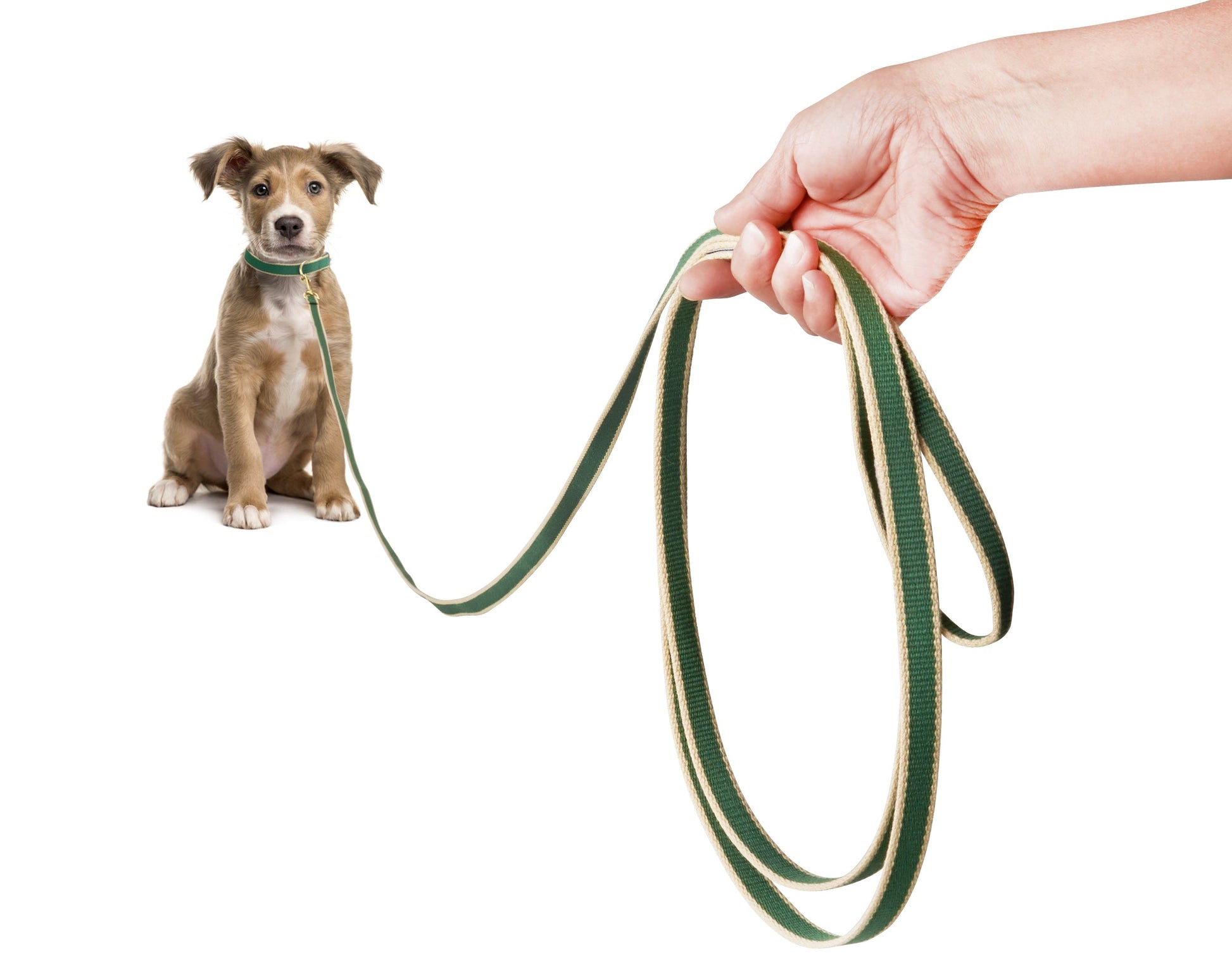 Green Market Dog and Puppy Training Lead