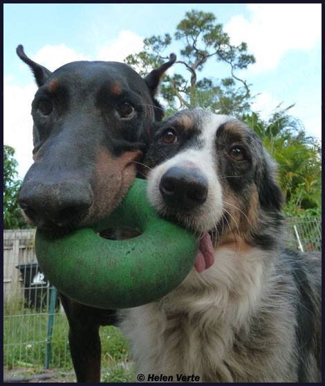 Goughnuts Small Green Ring Natural Rubber Chew Toy for Dogs 10-40lbs