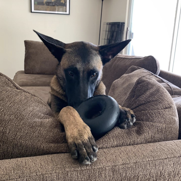 Goughnuts Pro 50 Ring-Extremely Tough Chew Toy for Dogs -Extra Large