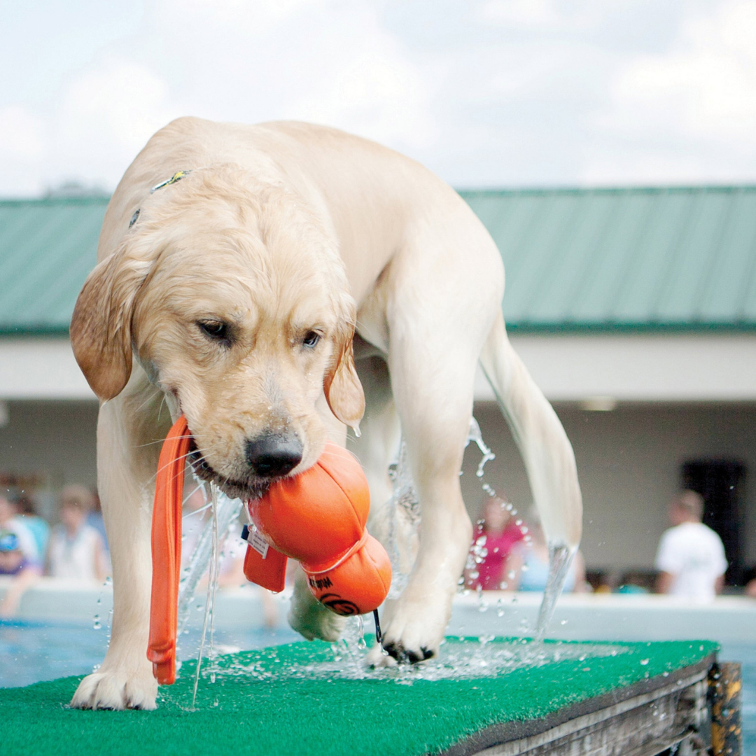 MAKE A SPLASH THIS SUMMER WITH BOATS N BARKS MUST-HAVES FOR ADVENTUROUS PETS!