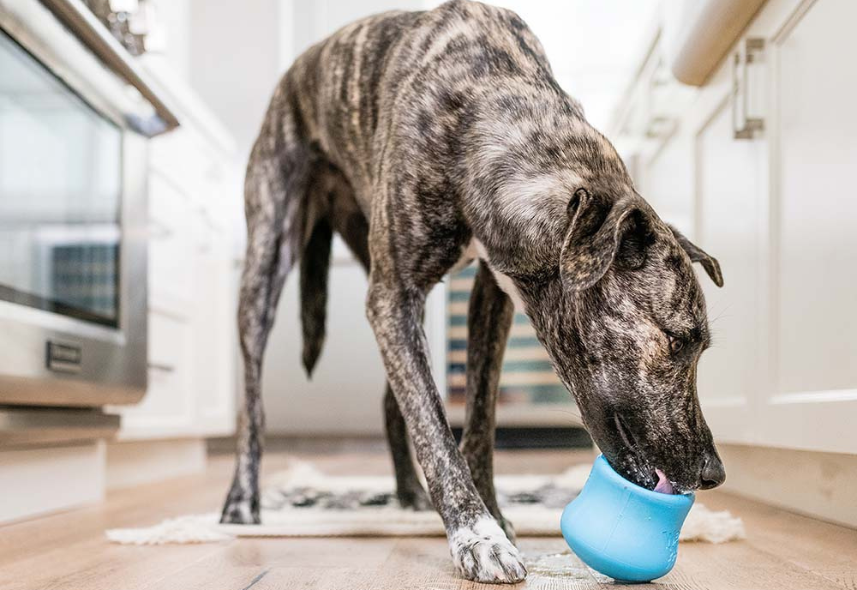Treats, Food & Nutrition