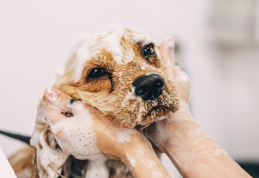 Grooming & Wellness