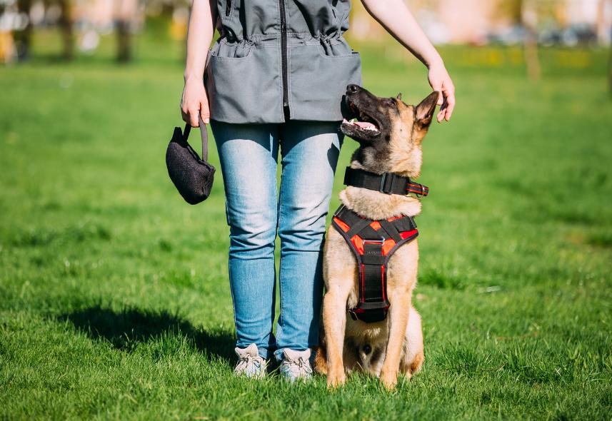 Collars, Leashes & Outdoor Gear