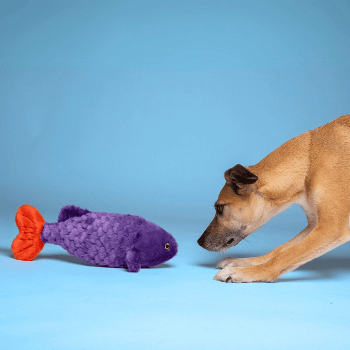 Fluff & Tuff Cici Tropical Fish Soft Dog Toy with Squeaker Machine Washable-Boats n Barks