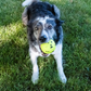 Kong Reflex Ball for Large Dogs