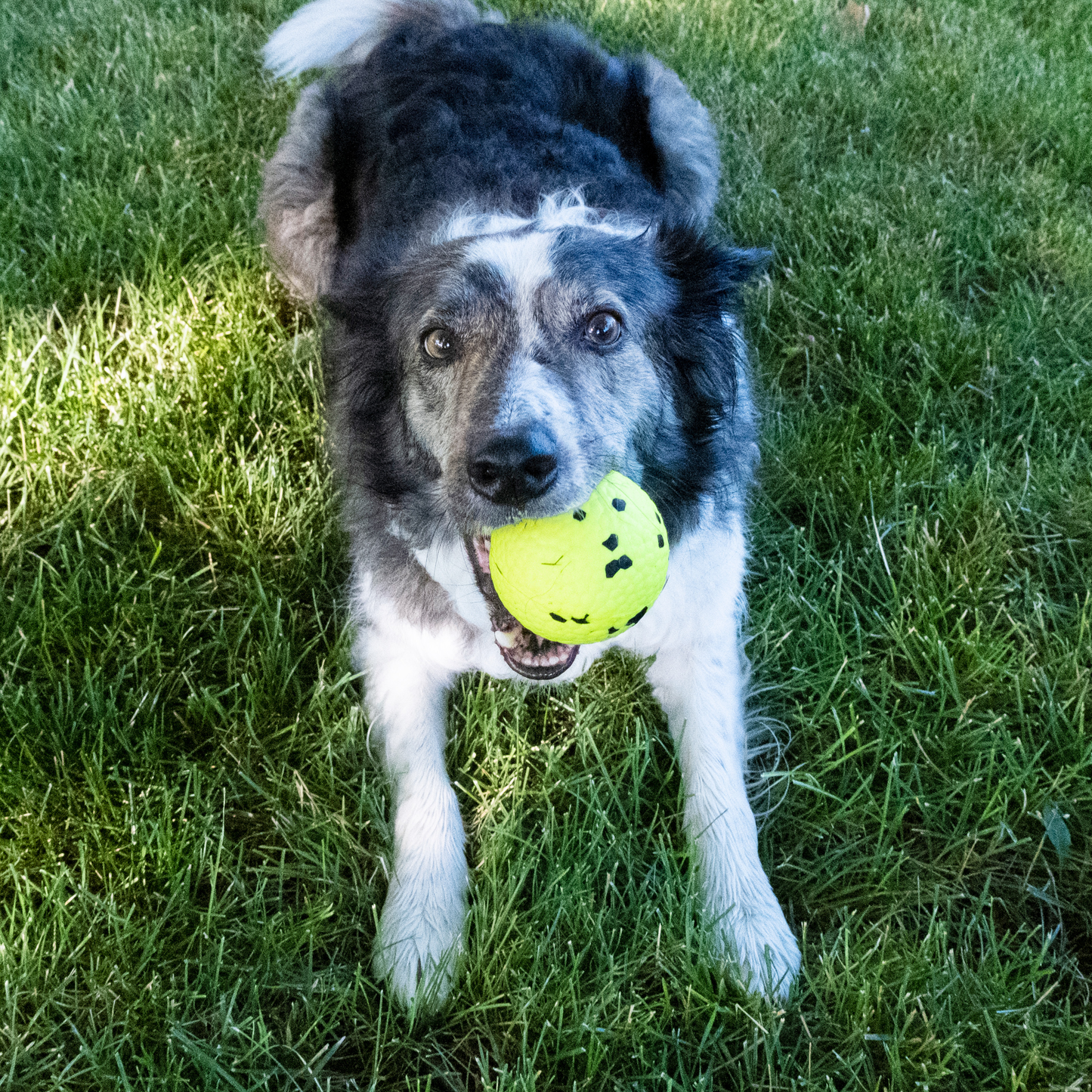 Kong Reflex Ball for Large Dogs