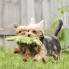 Fluff & Tuff Savannah Baby Gator Soft Dog Toy with Squeaker Machine Washable-Boats n Barks