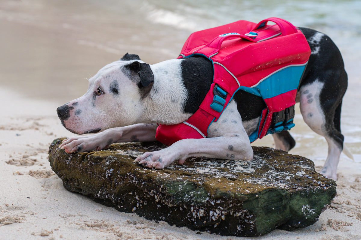 Baydog Monterey Bay Offshore Life Jacket for Dogs with Extra Floatation Bermuda Pink-Boats n Barks