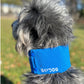 Arctic Bay Cooling Collar for Dogs