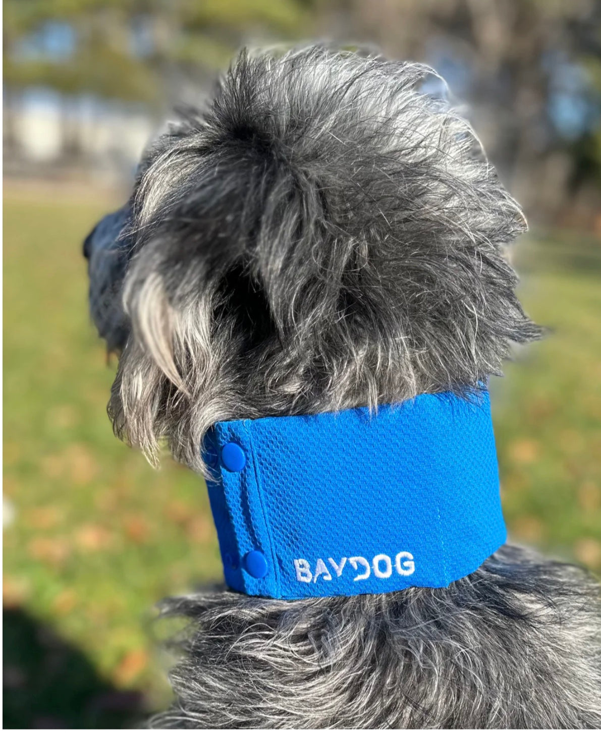Arctic Bay Cooling Collar for Dogs