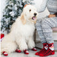 Christmas Human and Dog Sock Set Santa S/M