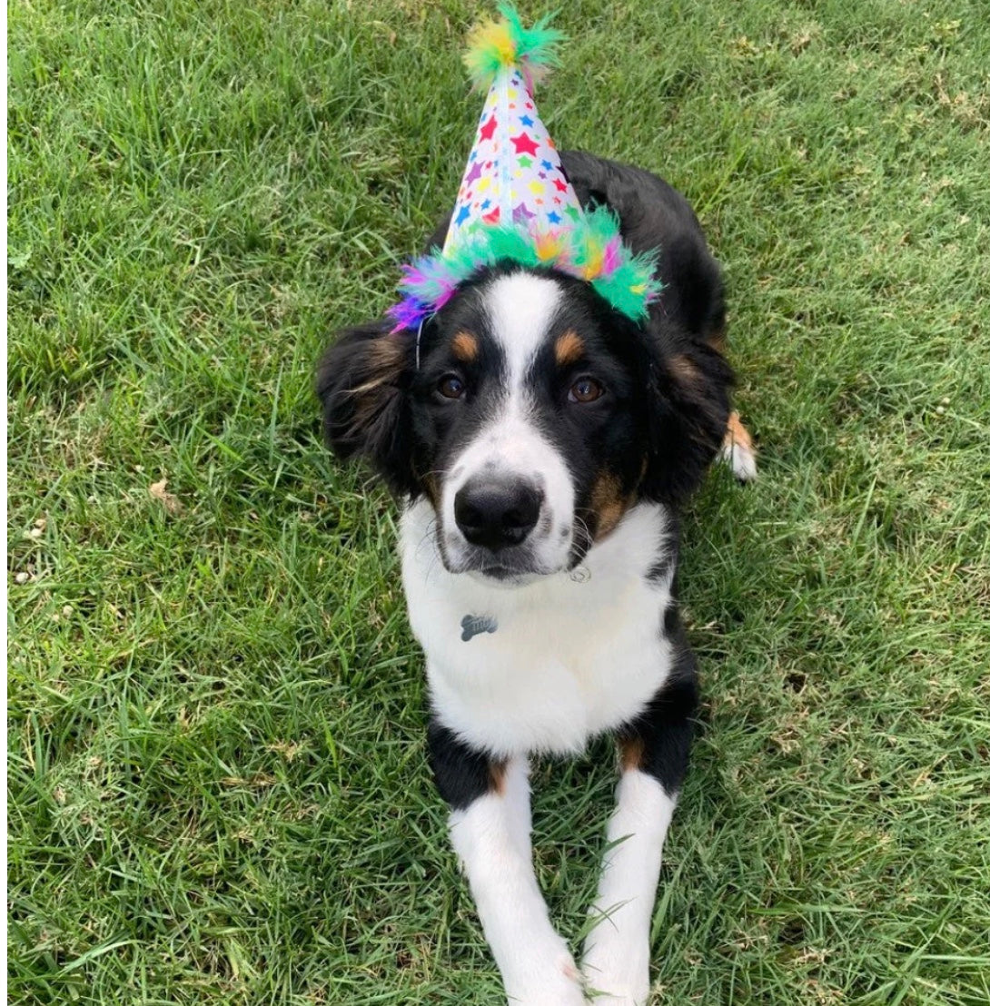 Superstar Party Hat For Dogs