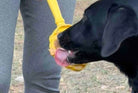 Beehive Lick Stick Hand-Held Interactive Enrichment Toys For Dogs-Boats n Barks