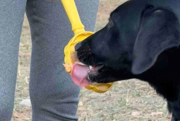 Beehive  Lick Stick Hand-Held Interactive Enrichment Toys For Dogs