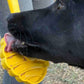 Beehive  Lick Stick Hand-Held Interactive Enrichment Toys For Dogs