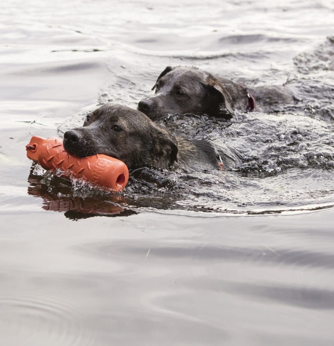 Kong Training Dummy Floating Toy for Dogs-Boats n Barks