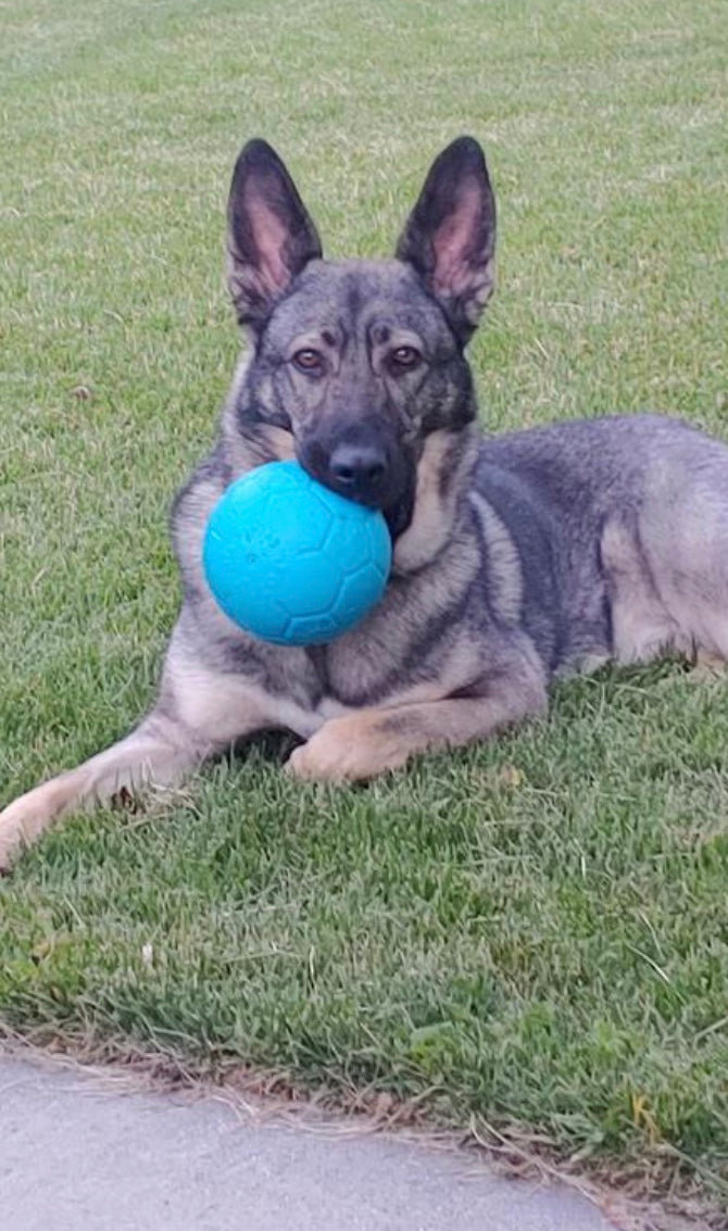 Jolly Soccer Ball for Dogs Small 6" Ocean Blue
