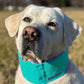 Arctic Bay Cooling Collar for Dogs