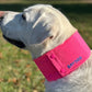 Arctic Bay Cooling Collar for Dogs