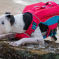 Baydog Monterey Bay Life Jacket for Dogs Bermuda Pink