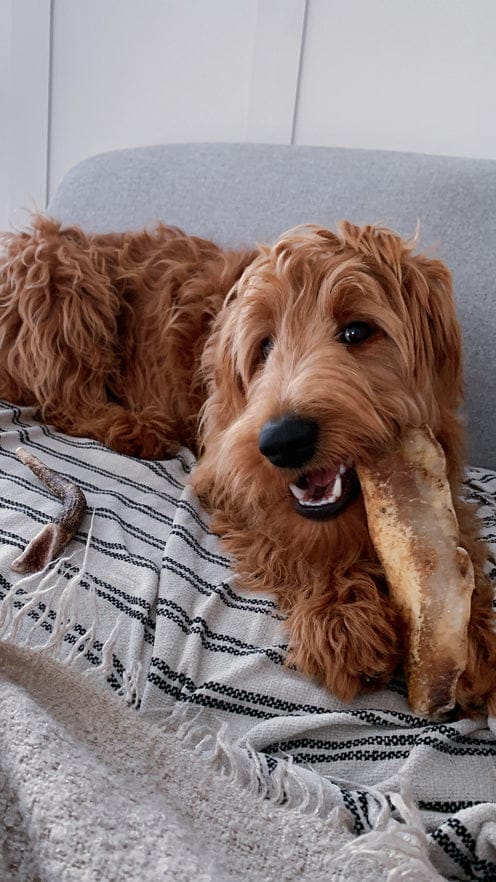 Moon Bones (NOT A BONE- 100% BEEF CARTILAGE) for Dogs made in UK-Boats n Barks