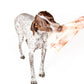 Bison Scapula Chew for Dogs