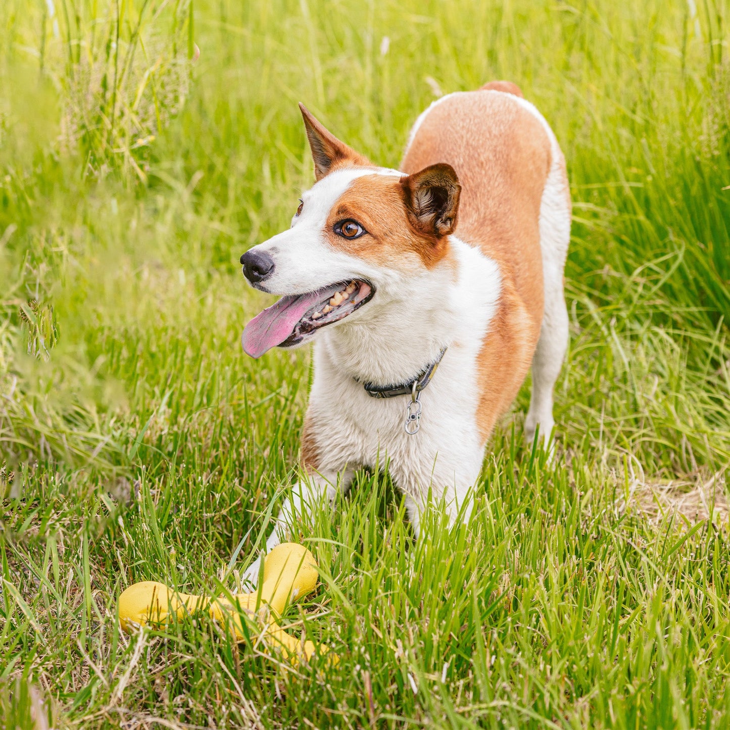 Skamp Toy for Dogs Great for Fetch, Tug, Floating