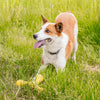 Skamp Toy for Dogs Great for Fetch, Tug, Floating