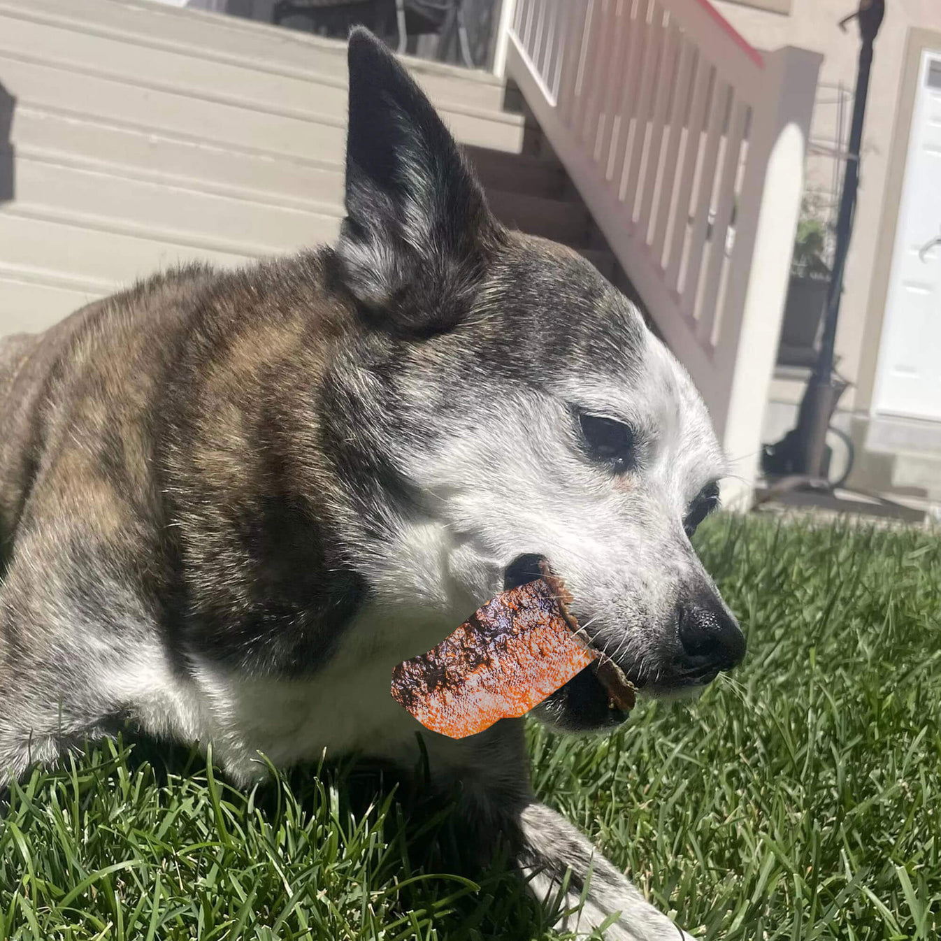 Crunchy Salmon Jerky Treats for Dogs by Pupford